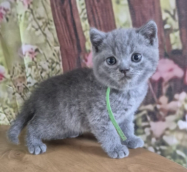 British short hair kittens
