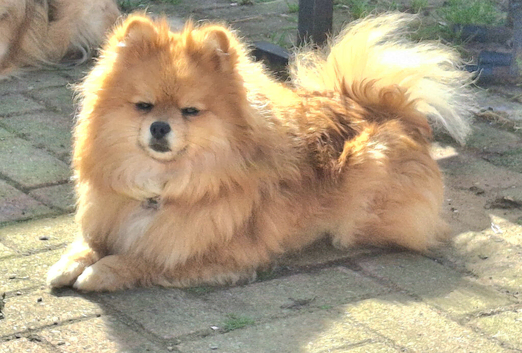 Beautiful pomeranian pups