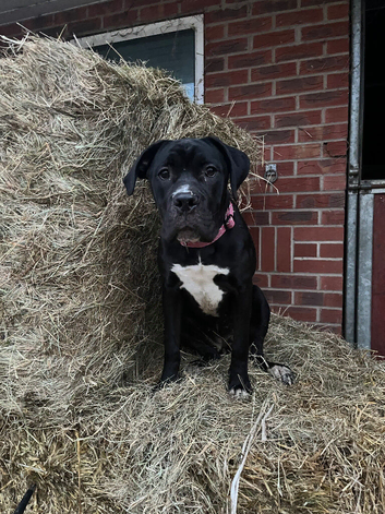 Black cane Corso