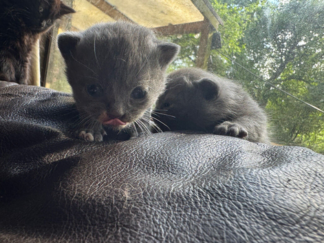 4 beautiful healthy British shorthair kittens