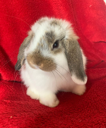 Gorgeous Pure Mini Lop Rabbits