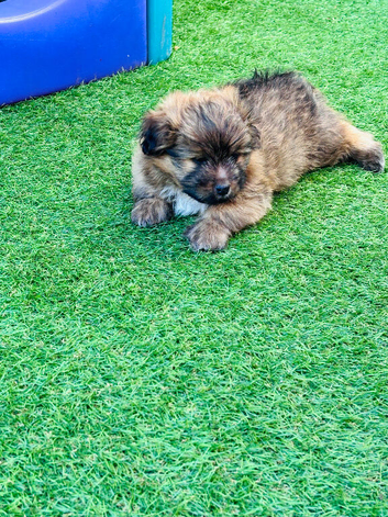 Shih Tzu cross sheltie puppies