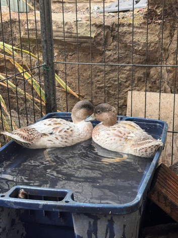 Male and female Bonded Pair of 6Week Call Ducks &ndash; &pound;70 for Pair