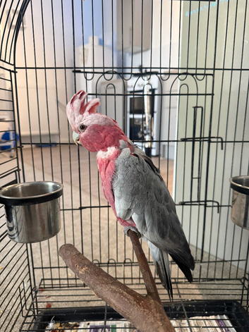 Female Ghala cockatoo beautiful parrot