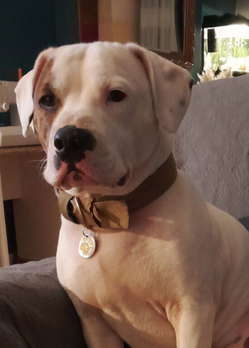 American bulldog x Staffordshire bulldog