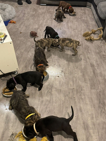 American p bully x presa canario pups