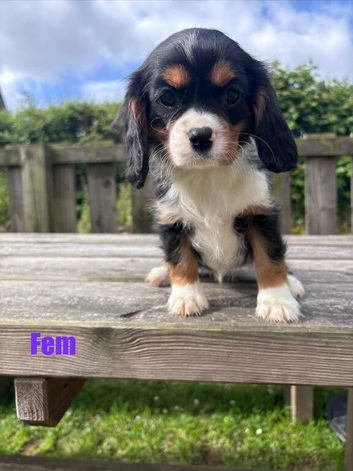 Gorgeous Cavalier Puppies