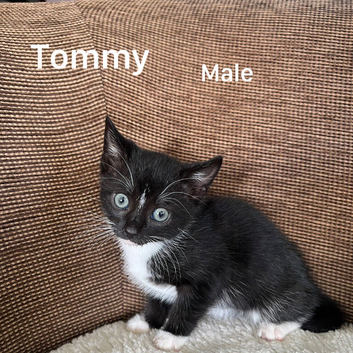Kittens for sale