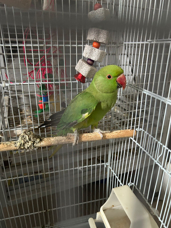 FOR SALE