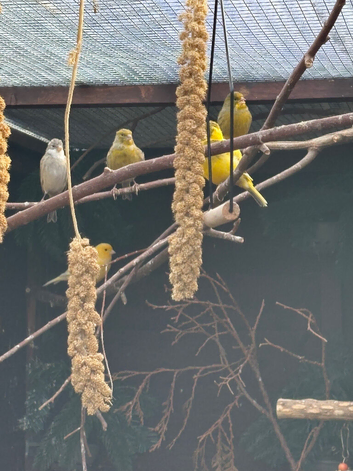 3 pairs of canary's