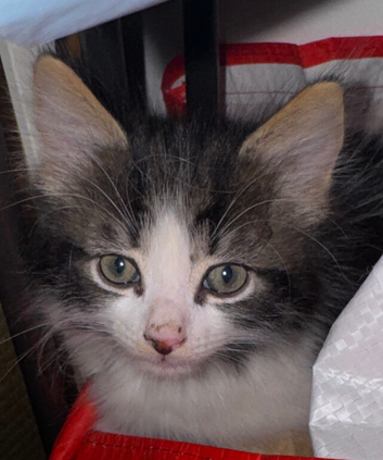 Kitten female
