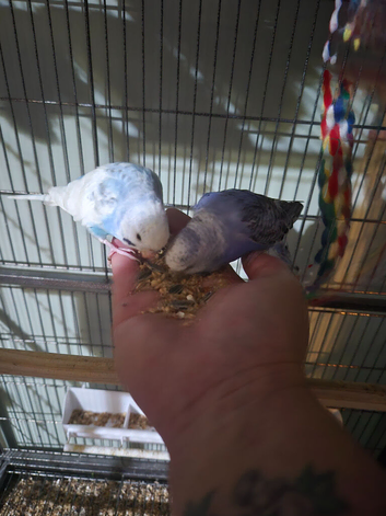 Male and female budgie