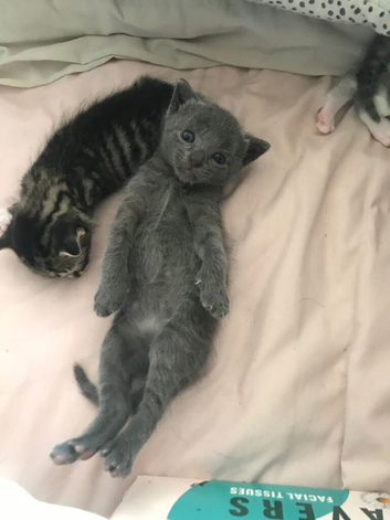 Four beautiful tabby kittens just three weeks old atm.