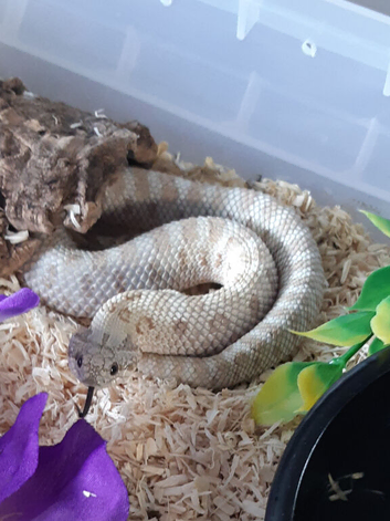 Western hognose frost male.