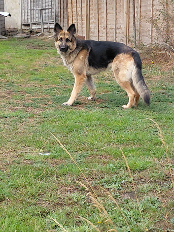 4 year old German Shepherd bich