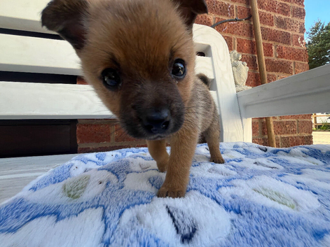 Adorable Jack-A-Pom Boy - Ready for His Forever Home!