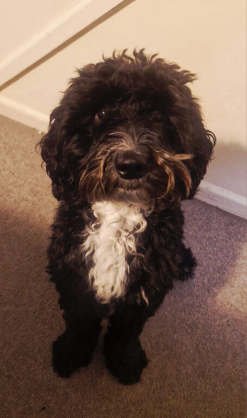 Cockapoo Male Black F1 4 years old