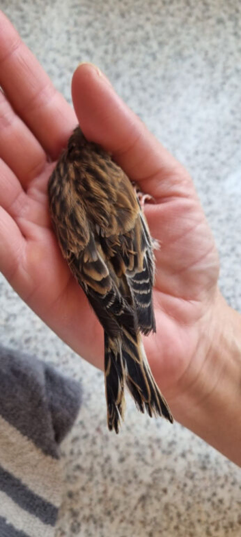 Linnet cock