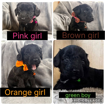 Beautiful litter of corkiepoos