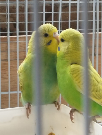 baby budgies for sale