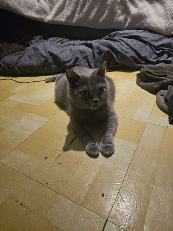 British shorthair kittens