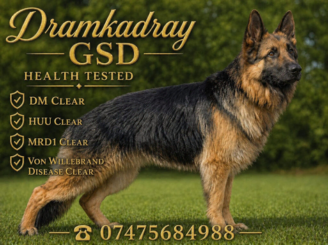 At Stud - not for sale . German Shepherd , Proven, KC Reg, health tested.
