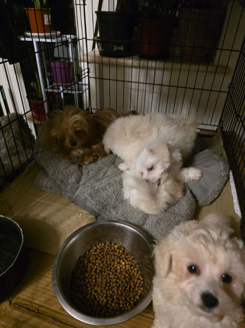 Maltese beaver terrier/ German terrier