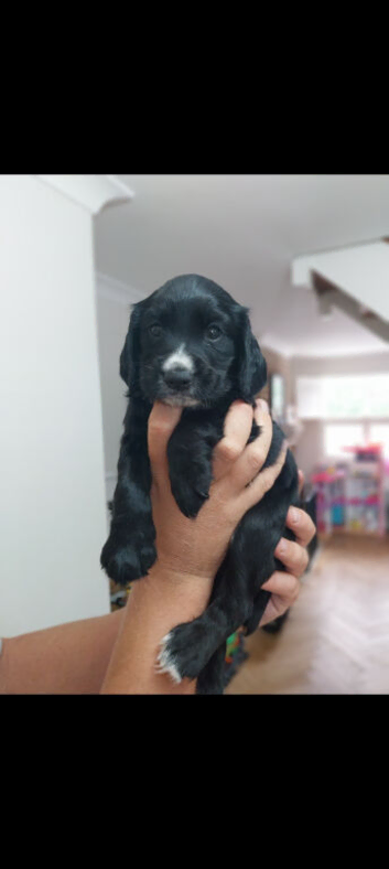 Kc registered Cocker Spaniel puppies