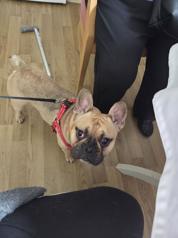 Bear French bulldog 14th old