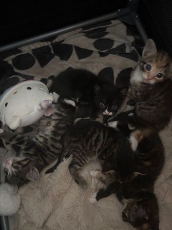 5 kittens available in 2 weeks