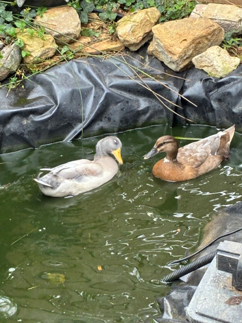 Mixed breed ducks