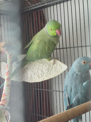 Pair of cage Ringneck&rsquo;s