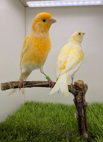 Yellow dimorphic canary pair