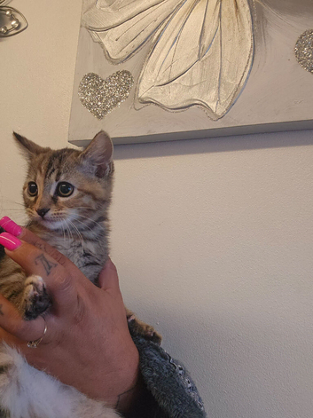 Kittens