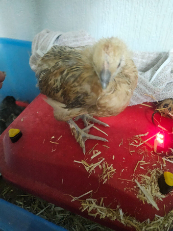 2 silkie Cross warren pair 5 weeks old