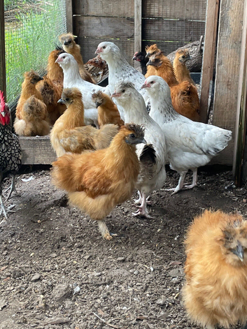 Silkie cross faverolle