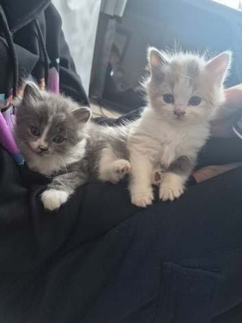 BSH X kittens