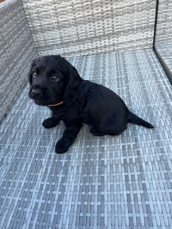 black cocker spaniel