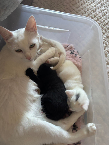 Turkish angora cross babies