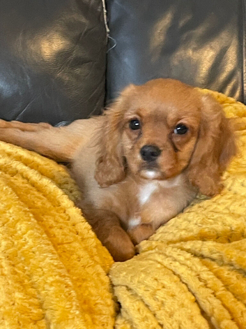Gorgeous cavalier boys