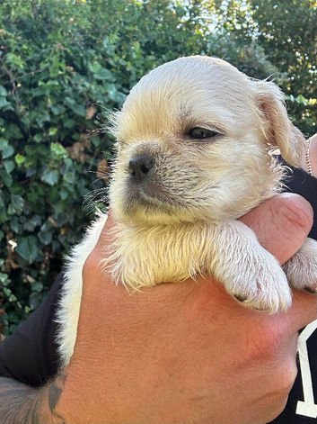 4 Beautiful Pug/Frenchie Orphaned pups available
