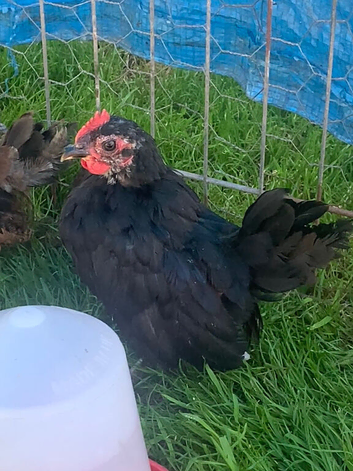 Serema cockerel chicken