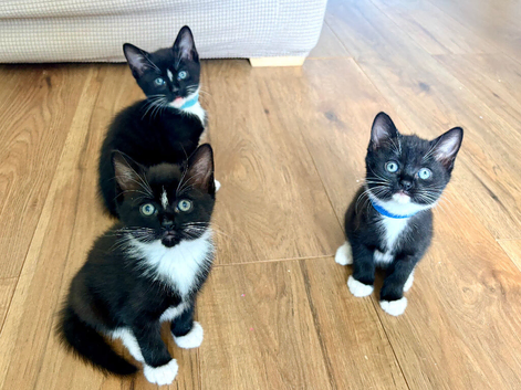 Beautiful British Shorthair Cross Kittens