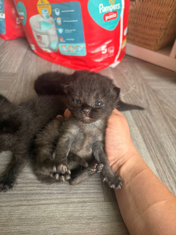 4 week old orphan kitten