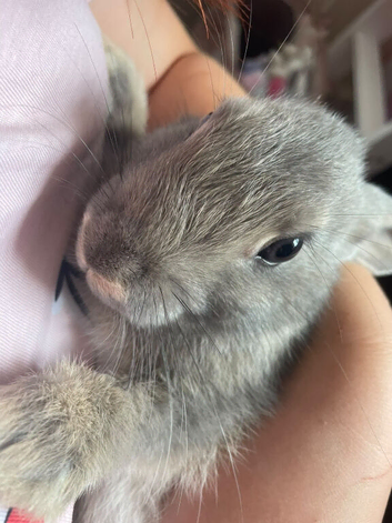 Baby Rex and French lop bunnies