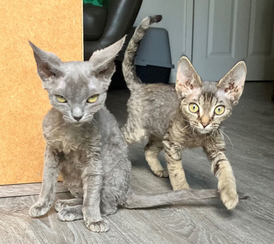 Devon Rex Pedigree GCCF Registered Active in Leeds