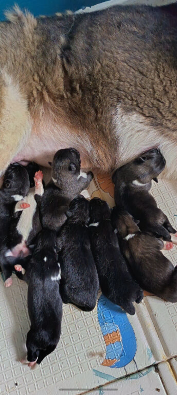 American akita pups