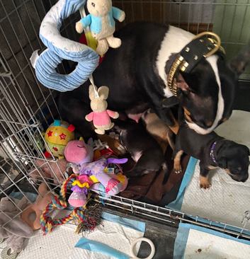 Beautiful English bull terrier