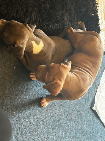 Standard bully pups 13wks