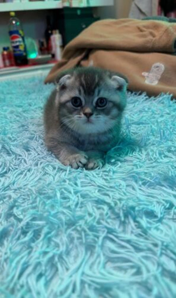 Scottish fold for sale